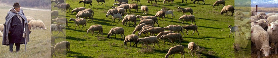 Schafe und Menschen